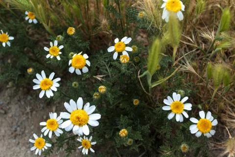 Daisy flower Stock Photos
