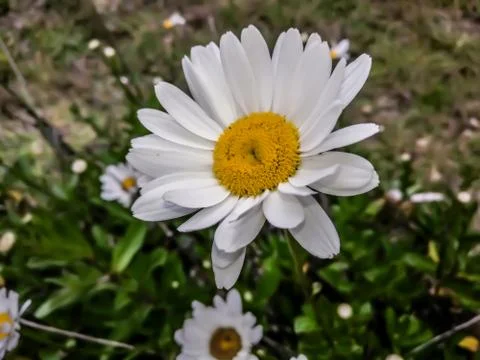 Daisy flower Stock Photos