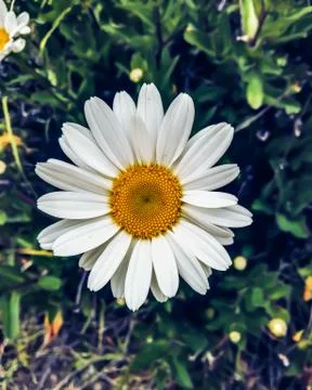 Daisy flower Stock Photos