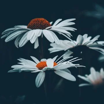 The daisy flower Stock Photos