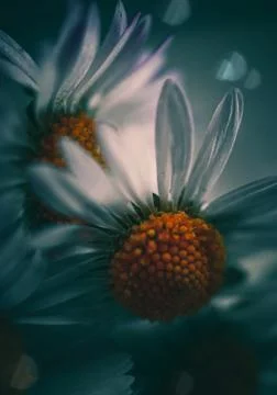 The daisy flower Stock Photos