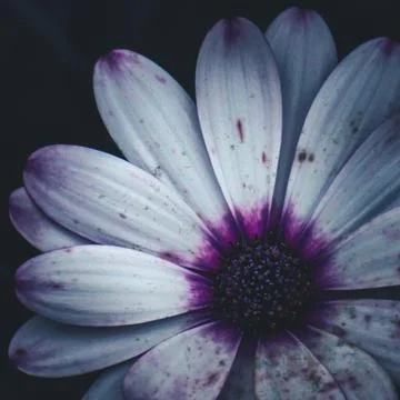 The daisy flower Stock Photos