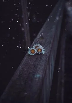 The daisy flower Stock Photos