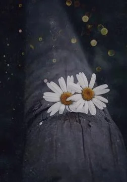 The daisy flower Stock Photos