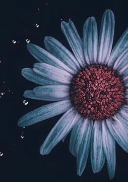 The daisy flower Stock Photos