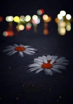 The daisy flower Stock Photos