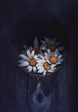 The daisy flower Stock Photos