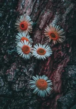 The daisy flower Stock Photos