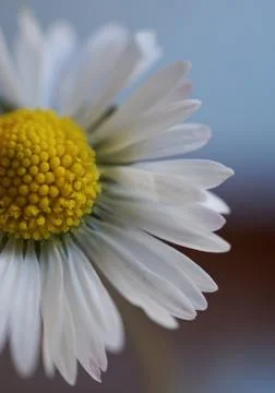 The daisy flower Stock Photos