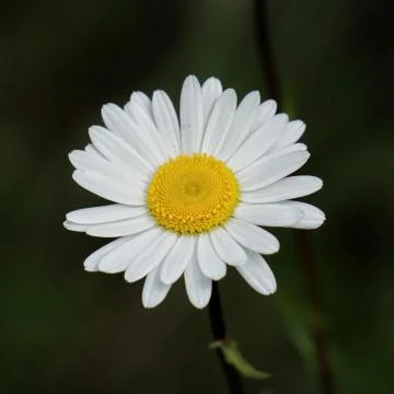 The daisy flower Foto stock