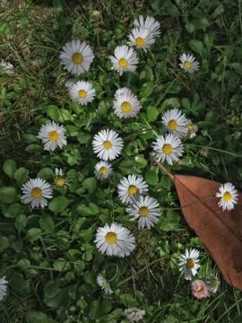 The daisy flower Stock Photos