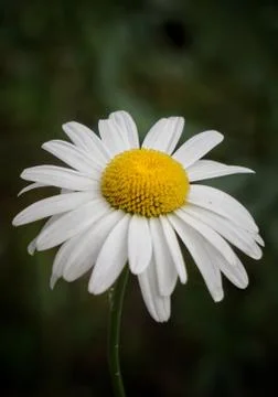 The daisy flower Stock Photos
