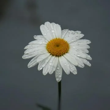 The daisy flower Stock Photos