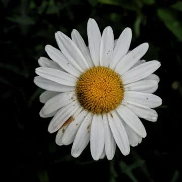 The daisy flower Stock Photos