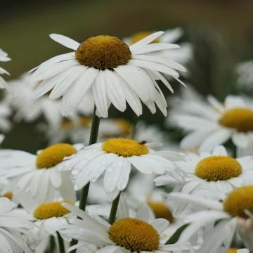 The daisy flower Stock Photos