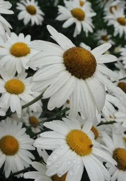 The daisy flower Foto stock