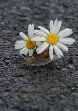 The daisy flower Stock Photos