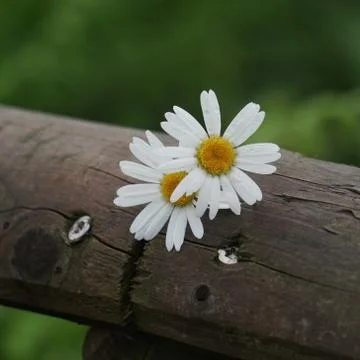 The daisy flower Stock Photos