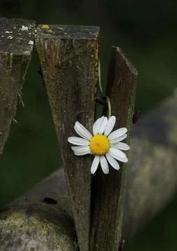 The daisy flower Stock Photos