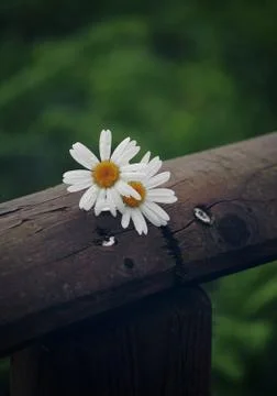 The daisy flower Stock Photos