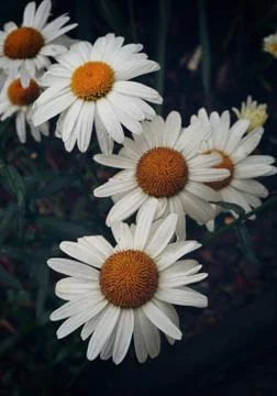 The daisy flower Stock Photos