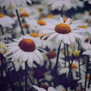 The daisy flower Stock Photos