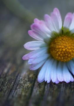 The daisy flower Stock Photos