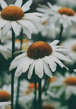 The daisy flower Foto stock