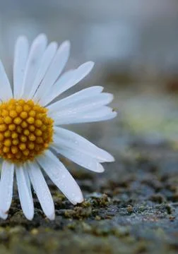 The daisy flower Stock Photos