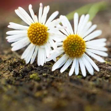 The daisy flower Stock Photos