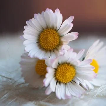 The daisy flower Stock Photos