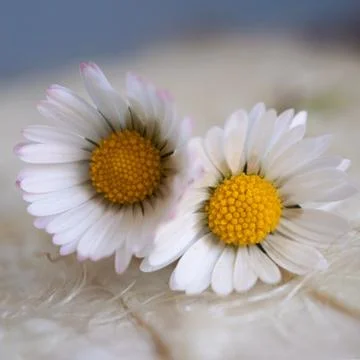 The daisy flower Stock Photos