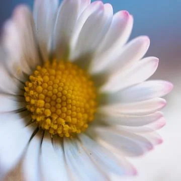The daisy flower Stock Photos