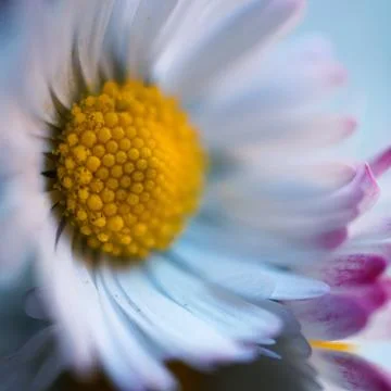 The daisy flower Stock Photos