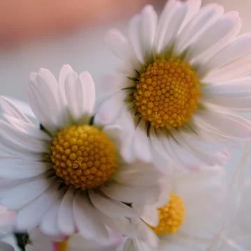 The daisy flower Stock Photos