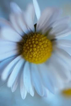 The daisy flower Stock Photos