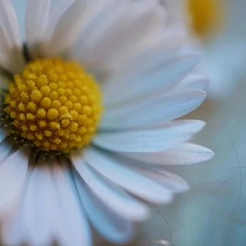 The daisy flower Stock Photos