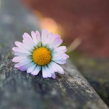 The daisy flower Stock Photos