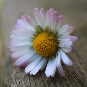 The daisy flower Stock Photos