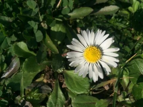 Daisy Flower 写真素材