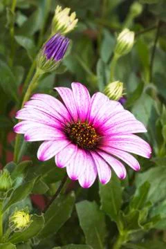 Daisy Flower Stock-Fotos