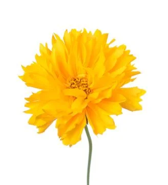 Daisy flower Stock Photos
