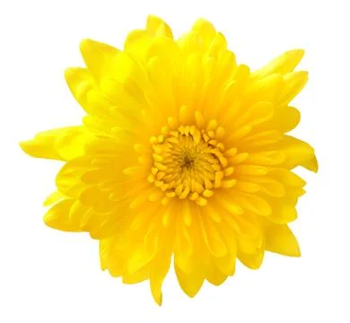 Daisy flower Stock Photos
