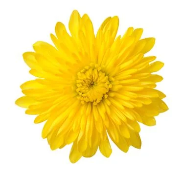 Daisy flower Stock Photos
