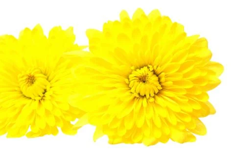 Daisy flower Stock Photos