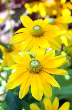 Daisy flower Stock Photos
