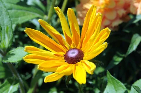 Daisy flower Stock Photos