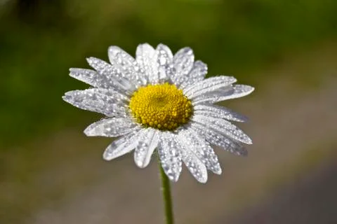 Daisy flower Stock Photos