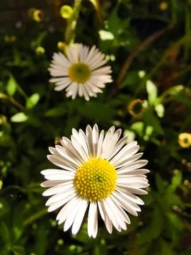 Daisy Flower Stock Photos