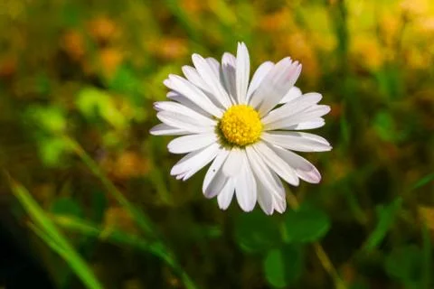 Daisy Flower Stock Photos
